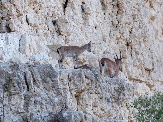 Tunceli’de Dağ Keçileri Yavruları İle Görüntülendi