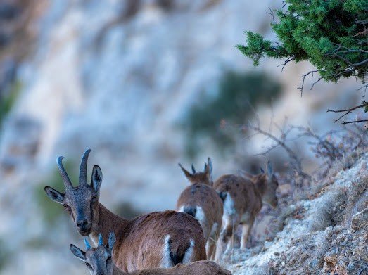 Tunceli’de Dağ Keçileri Yavruları İle Görüntülendi
