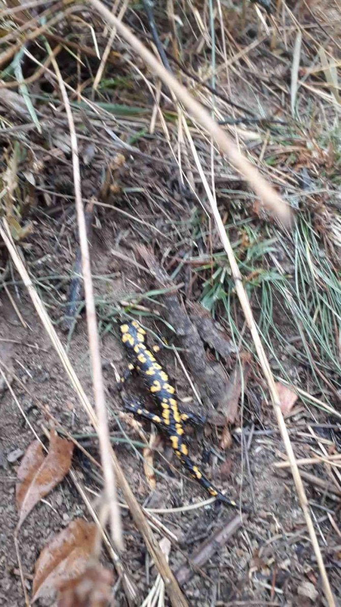 Tunceli’de Benekli Semender Görüntülendi