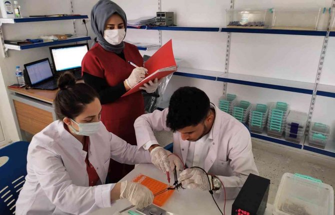 Şanlıurfa’dan Abd’ye 10 Milyon Dolarlık Zehir İhracatı