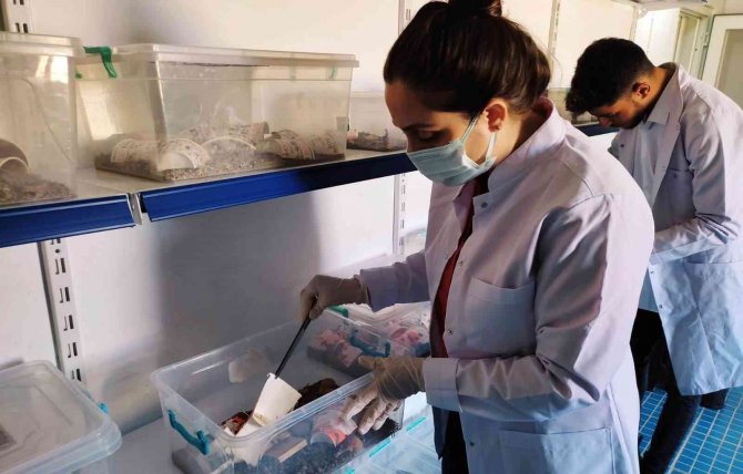 Şanlıurfa’dan Abd’ye 10 Milyon Dolarlık Zehir İhracatı