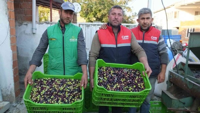 Burhaniye’de Yeşil Zeytin Alımına Başlandı, Üretici Fiyatlardan Memnun