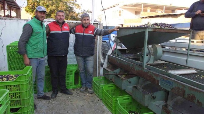 Burhaniye’de Yeşil Zeytin Alımına Başlandı, Üretici Fiyatlardan Memnun