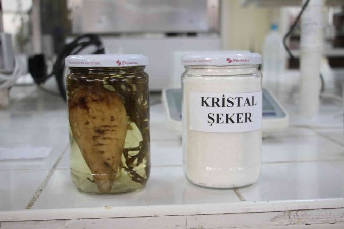 Şeker Pancarının Tarladan Sofralara Uzanan Tatlı Yolculuğu