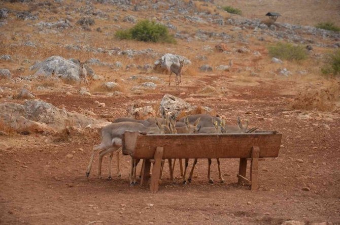 Hatay’da Dağ Ceylanlarına Ayda İki Bin Ziyaretçi