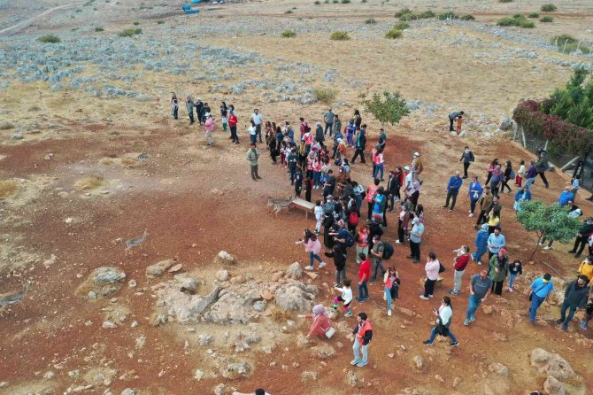 Hatay’da Dağ Ceylanlarına Ayda İki Bin Ziyaretçi