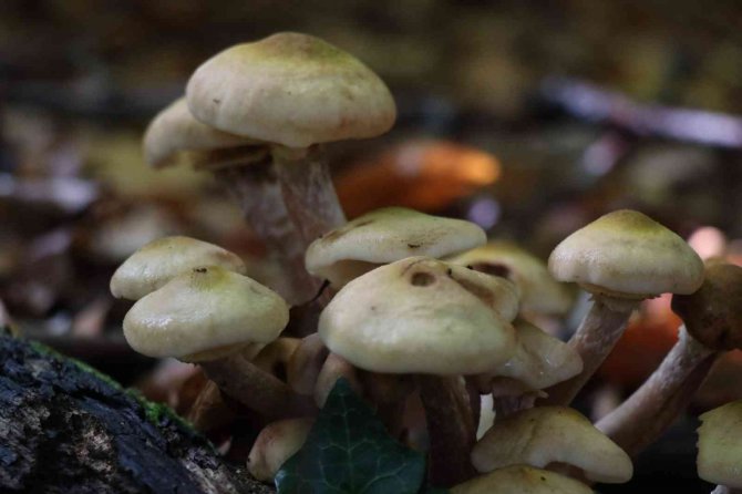 Doç. Dr. Gülin Renda: ”Zehirli Ve Zehirsiz Mantarı Ayırmak Çok Zor”