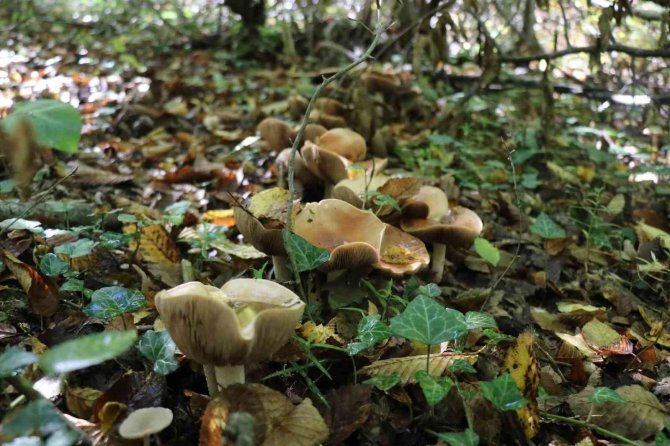 Doç. Dr. Gülin Renda: ”Zehirli Ve Zehirsiz Mantarı Ayırmak Çok Zor”