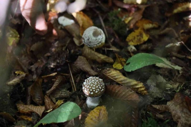 Doç. Dr. Gülin Renda: ”Zehirli Ve Zehirsiz Mantarı Ayırmak Çok Zor”