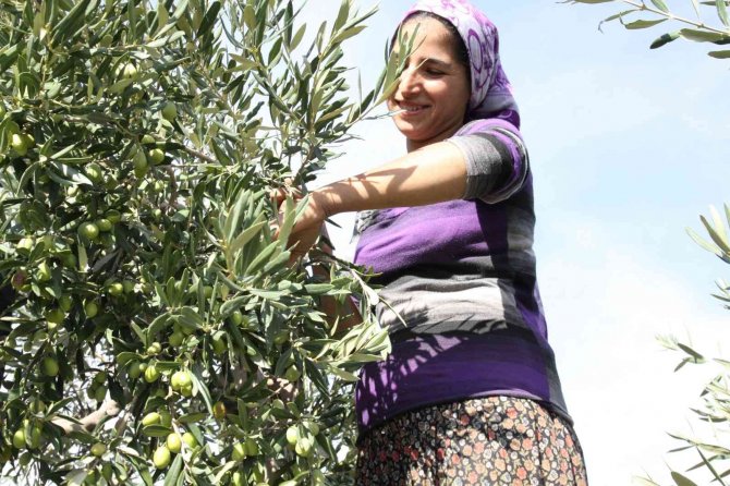 Sofralık Zeytin İhracatı 150 Milyon Doları Aşarak Rekor Kırdı