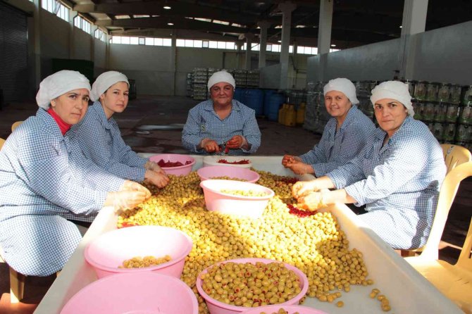 Sofralık Zeytin İhracatı 150 Milyon Doları Aşarak Rekor Kırdı