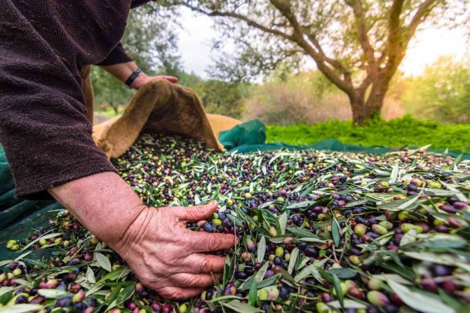 Sofralık Zeytin İhracatı 150 Milyon Doları Aşarak Rekor Kırdı