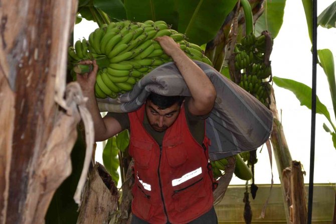 Kuaförlük Kazancıyla Yaptırdığı Muz Serasından Yıllık 250 Ton Ürün Bekliyor