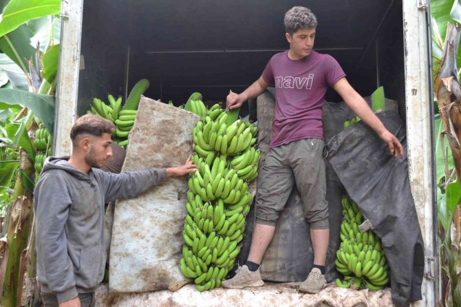 Kuaförlük Kazancıyla Yaptırdığı Muz Serasından Yıllık 250 Ton Ürün Bekliyor