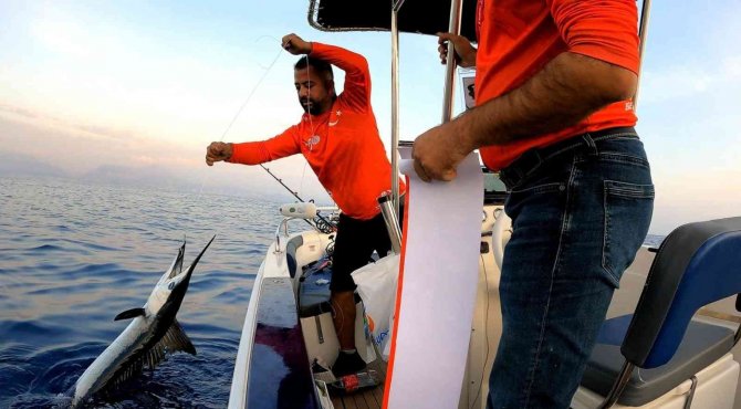 Akdeniz’de Nadir Görülen Merlin Balığını Denize Geri Bıraktılar