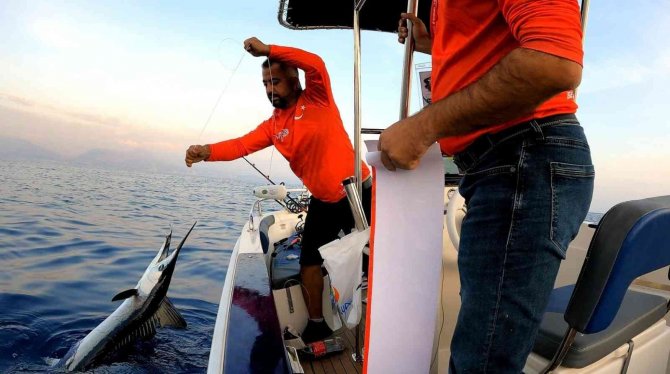 Akdeniz’de Nadir Görülen Merlin Balığını Denize Geri Bıraktılar