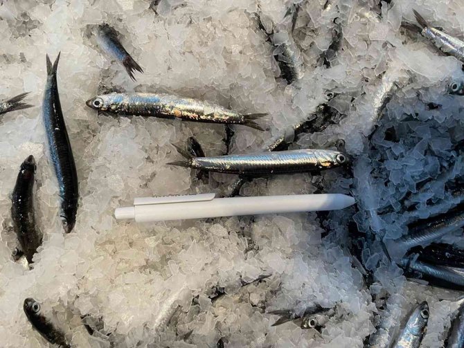 Karadeniz’de Hamsi Bereketi : Kilosu 15 Lira