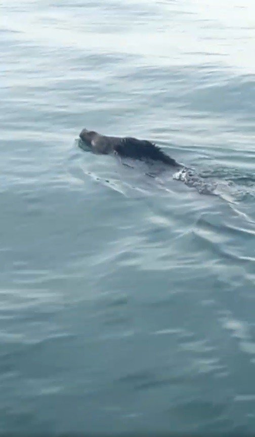 Bu Kez Denizden Balık Değil ’Yaban Domuzu’ Çıktı