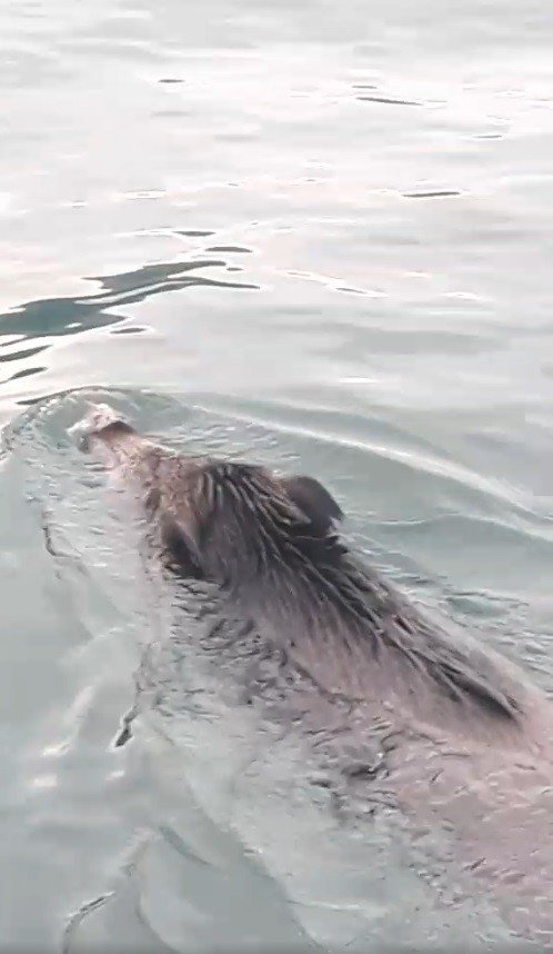 Bu Kez Denizden Balık Değil ’Yaban Domuzu’ Çıktı