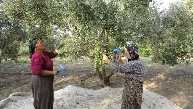 Zeytinin Sofralara Uzanan Lezzet Yolculuğu Başladı