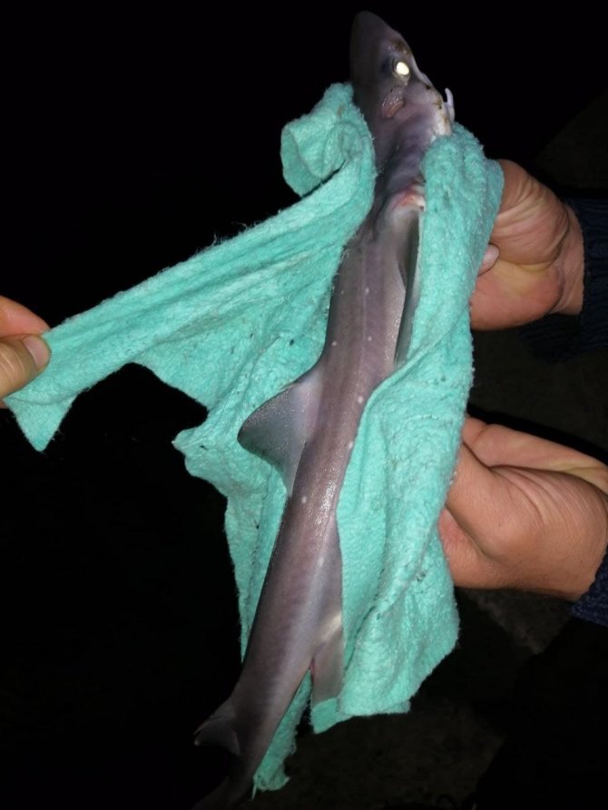 Oltaya Çinakop Yerine Köpek Balığı Takıldı