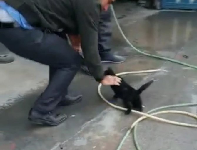 Aracın Motoruna Sıkışan Yavru Kedi, 2 Saat Süren Çalışma İle Çıkartıldı