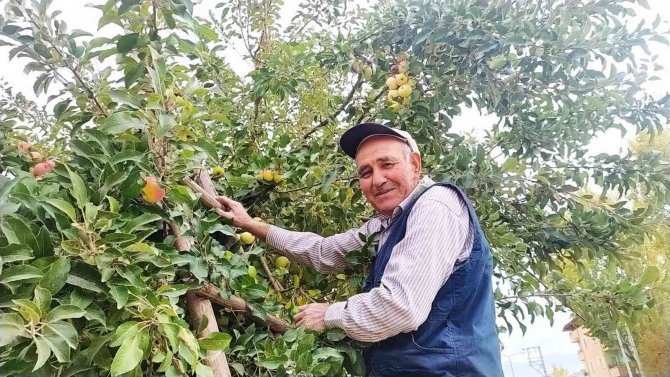 Emet Ve Hisarcık’ta Küreci Elmasına Yoğun İlgi