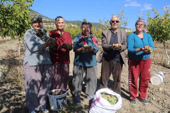 Çameli Cevizinde 3 Bin Ton Rekolte Bekleniyor
