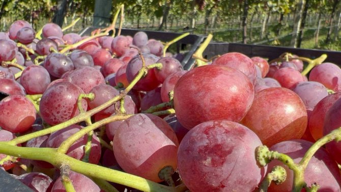 İ̇znik’te "Red Globe" Fırtınası