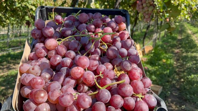 İ̇znik’te "Red Globe" Fırtınası