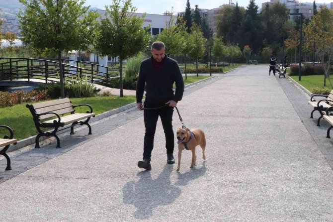 İ̇şte Pitbull Gerçeği: Asıl Sorun ‘Sahibinde’