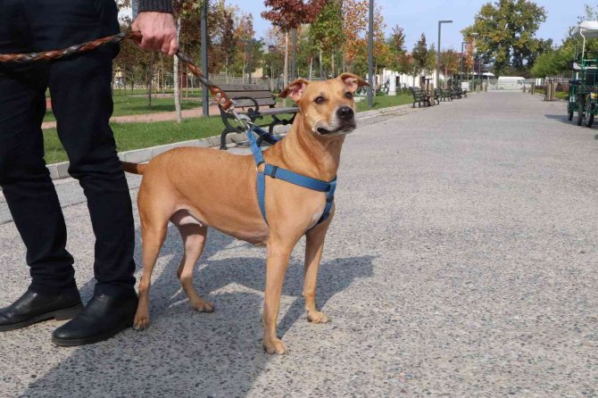 İ̇şte Pitbull Gerçeği: Asıl Sorun ‘Sahibinde’