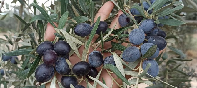 Yağışın Az Olması Zeytin Rekoltesini Etkileyebilir