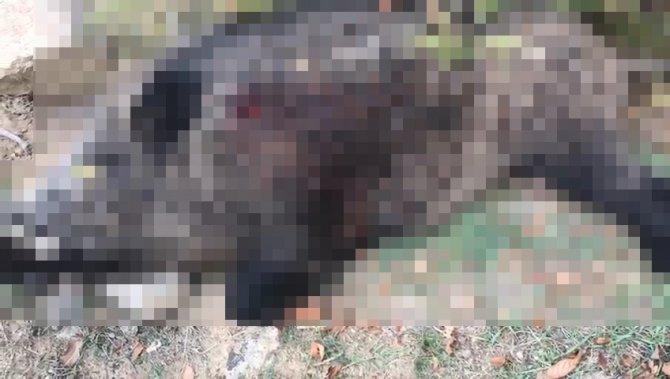 400 Kiloluk Domuzu Vurunca ’Bu Kesin Haber Olur’ Dediler