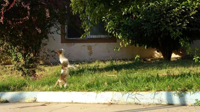 Böcekleri Zıplayarak Yakalamaya Çalışan Kedi Tebessüm Ettirdi