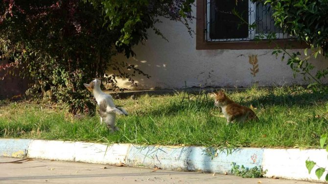 Böcekleri Zıplayarak Yakalamaya Çalışan Kedi Tebessüm Ettirdi
