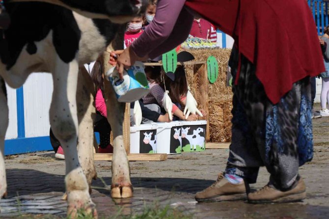 Öğrencilerine ‘İ̇’ Harfini Öğretmek İçin Okula İnek Getirdi