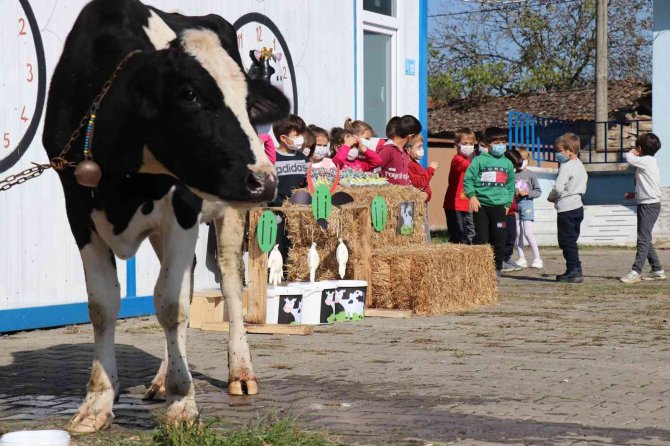 Öğrencilerine ‘İ̇’ Harfini Öğretmek İçin Okula İnek Getirdi