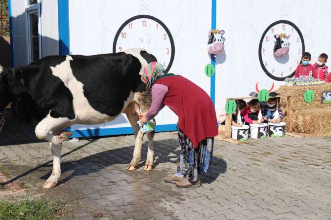 Öğrencilerine ‘İ̇’ Harfini Öğretmek İçin Okula İnek Getirdi