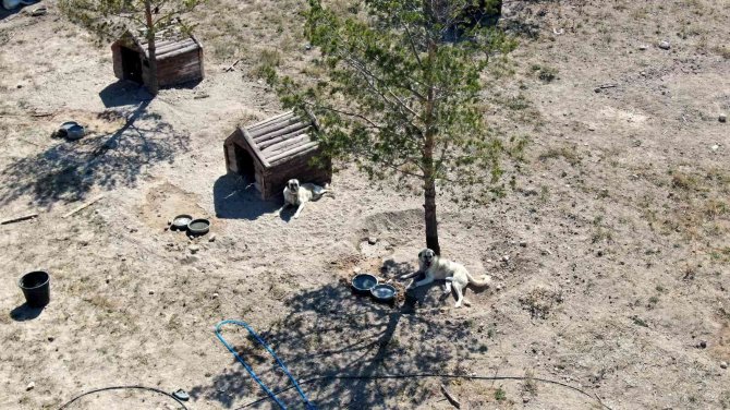 Eşi Benzeri Yok, Köpeklerin 8 Metrekarelik Kulübesi Var