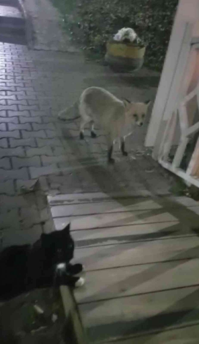 Kedi İle Tilki Ekmeği Bölüşemedi, O Anlar Kameraya Yansıdı