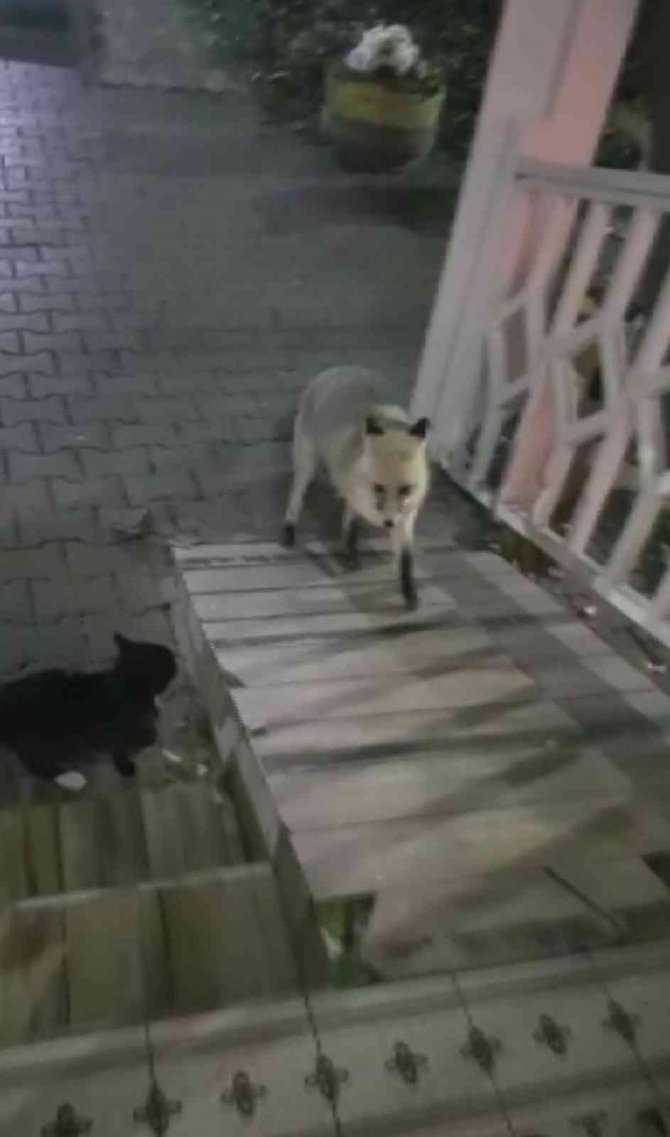 Kedi İle Tilki Ekmeği Bölüşemedi, O Anlar Kameraya Yansıdı