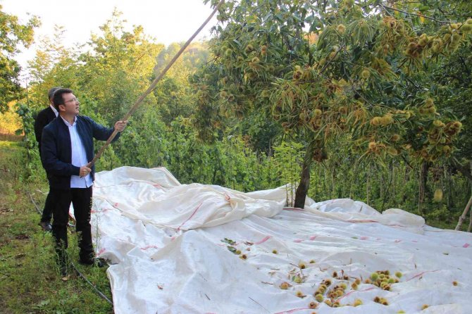 Kestanede Sezon Finalini Kaymakam Yaptı