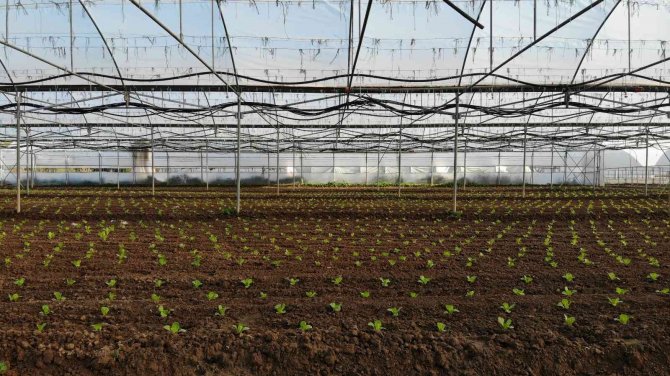 Bu İlçedeki Tarla Ve Seralar Türkiye’yi Besliyor