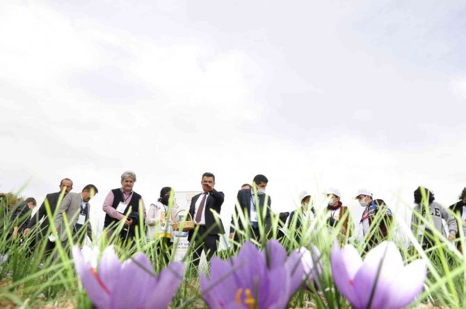 "Dünyanın En Pahalı Baharatı" Geleceğe Taşınıyor