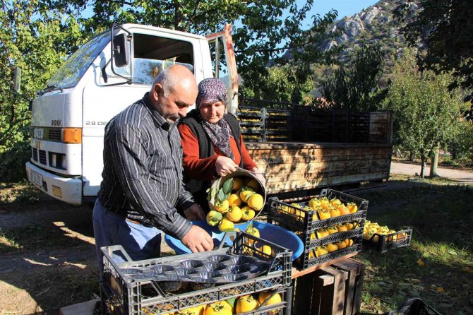 Elma Diyarı Amasya’nın ‘Yeni Sarı Altını’ Cennet Hurması