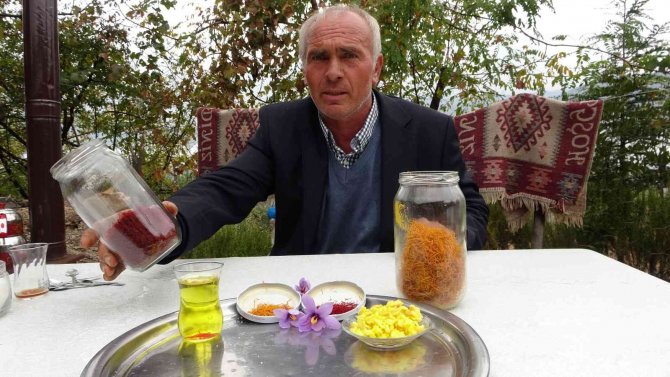 Gramı 50 Tl... Adana’da Safran Hasadı Başladı