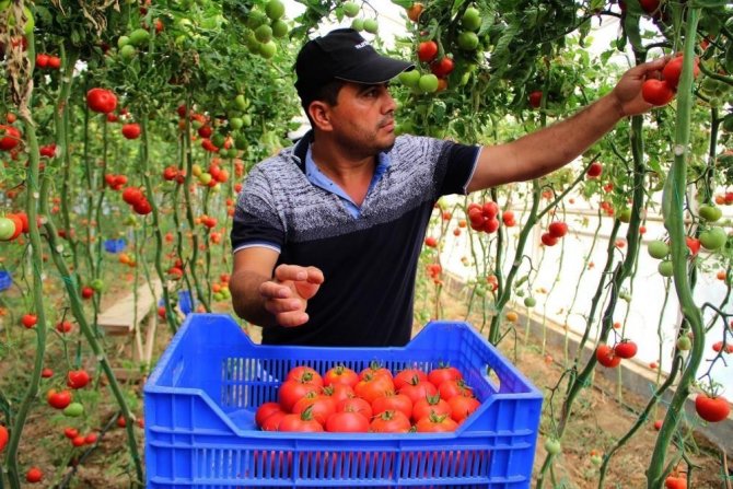 Domatesin Fiyatı Geçen Yıla Göre Yüzde 63.98 Arttı