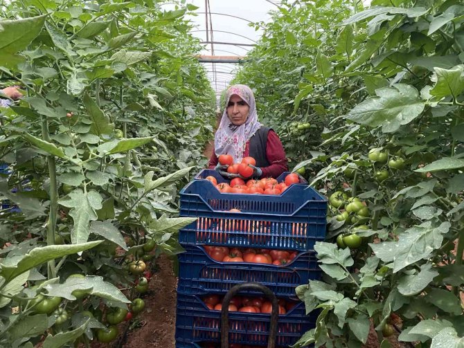 Antalya’daki Seralarda Domates Hasadı Başladı