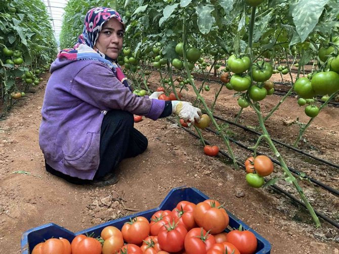 Antalya’daki Seralarda Domates Hasadı Başladı
